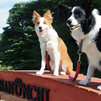 栃木県の那須・板室にある愛犬と泊まれる宿「dog’s pension しゃのんち」｜