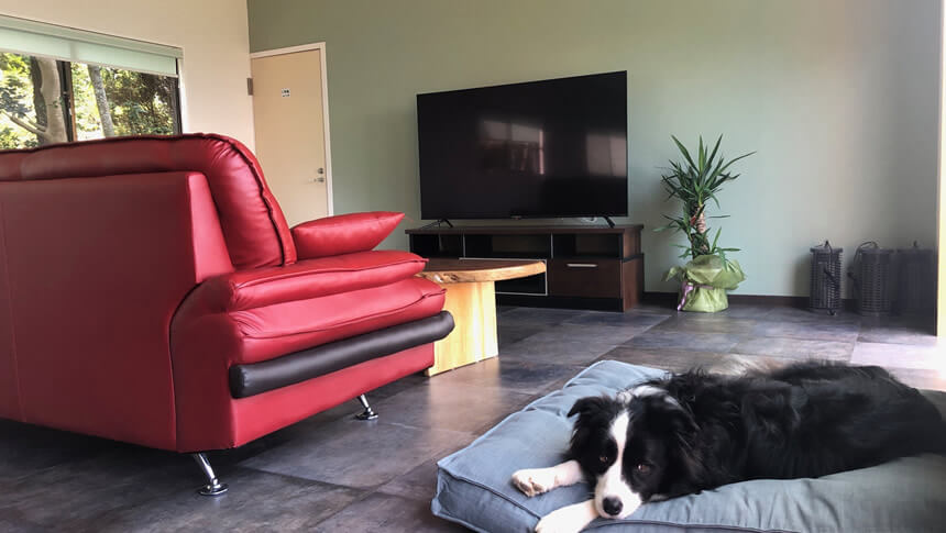 GREENHOUSE 淡路ガーデンのリビングで専用ベッドにくつろぐ犬