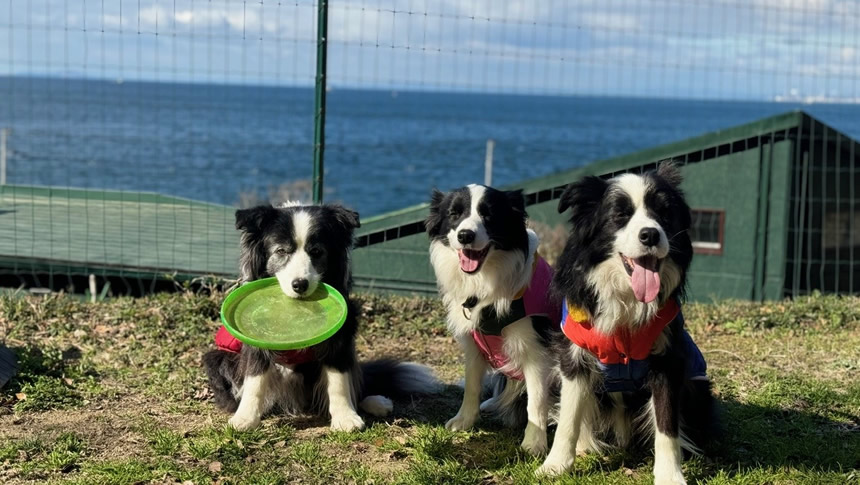 海を望むGREENHOUSE 淡路ガーデンのドッグランで遊ぶ3頭の犬