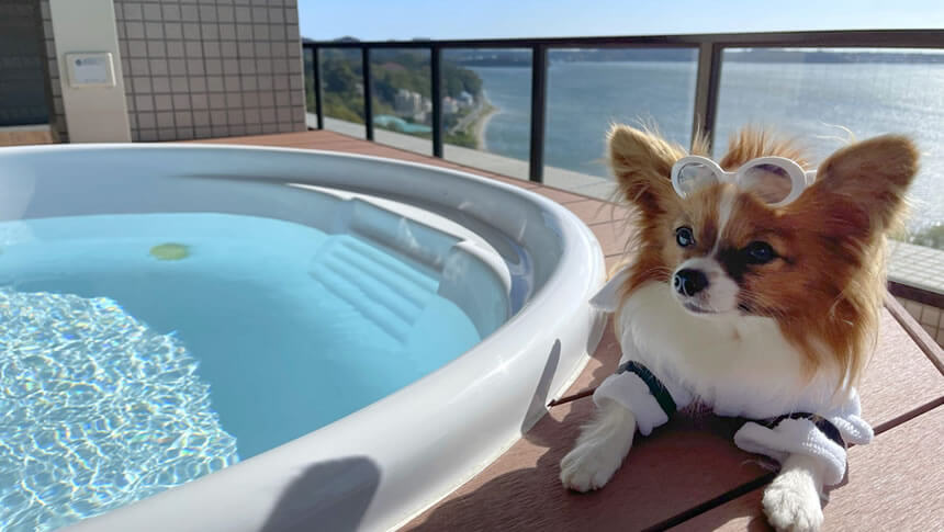 静岡県浜名湖畔にある愛犬と泊まれるホテル「THE SCENE hamanako(ザシーンハマナコ)」|テラスジャグジーと、浜名湖をバックにサングラスをかけた可愛い愛犬(パピヨン)