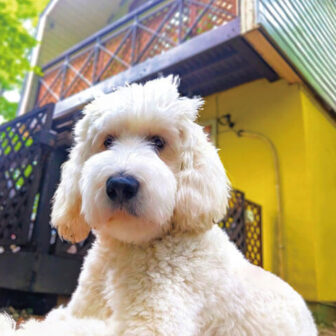 栃木県・那須にある愛犬と泊まれる宿「ミモザ・リトリート那須」のコテージ外観と可愛らしい愛