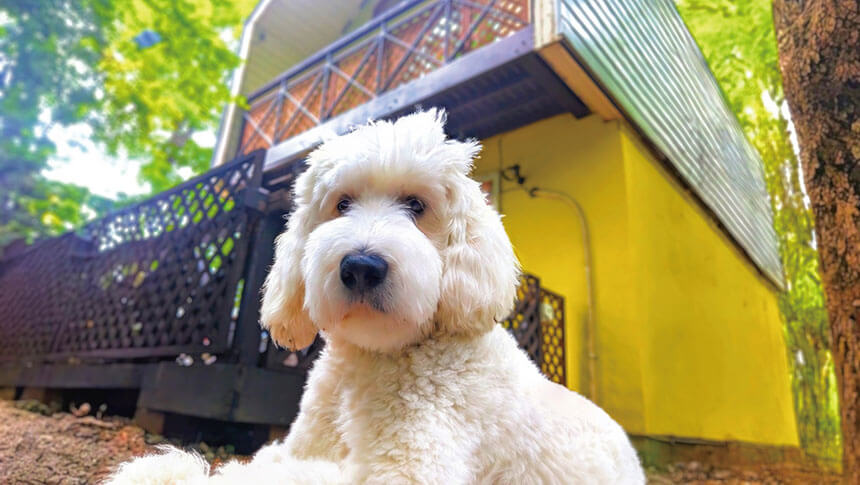 栃木県・那須にある愛犬と泊まれる宿「ミモザ・リトリート那須」のコテージ外観と可愛らしい愛