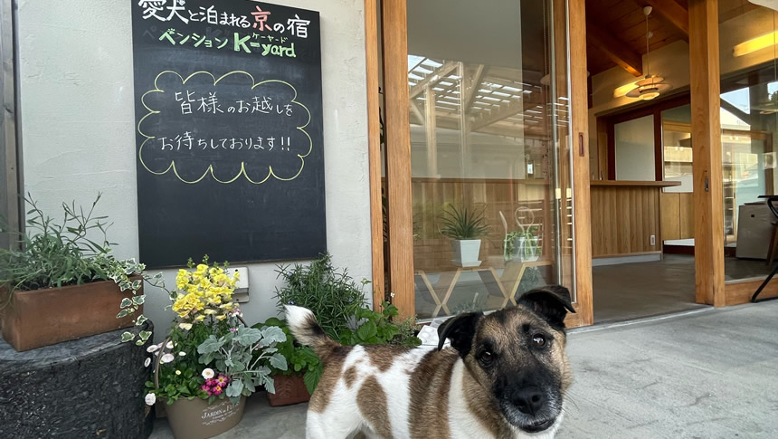愛犬と泊まれる京の宿ペンションK-yardの入口で迎える犬