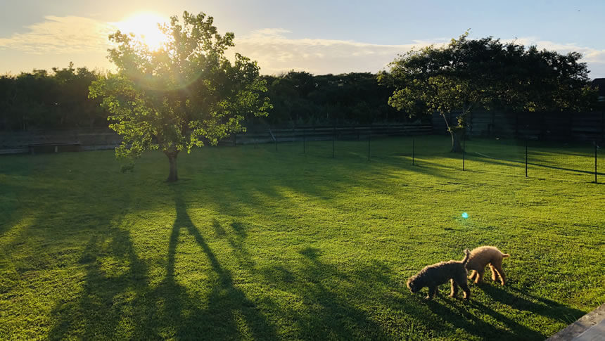 夕日に照らされたFrontyardの広い芝生の専用ドッグランで遊ぶ愛犬