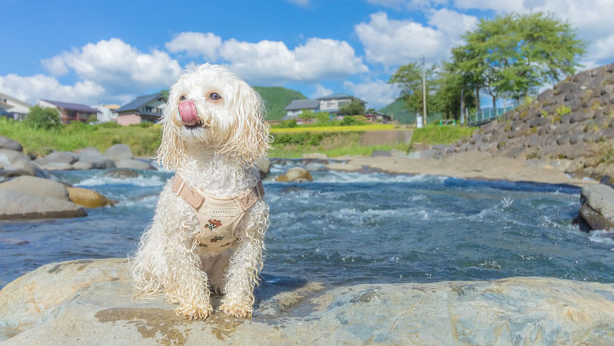 岐阜・郡上の川辺で水遊びを楽しむ愛犬