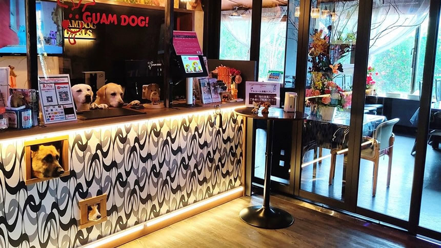箱根強羅グアムドッグ本店の愛犬家を迎えるフロントと看板犬