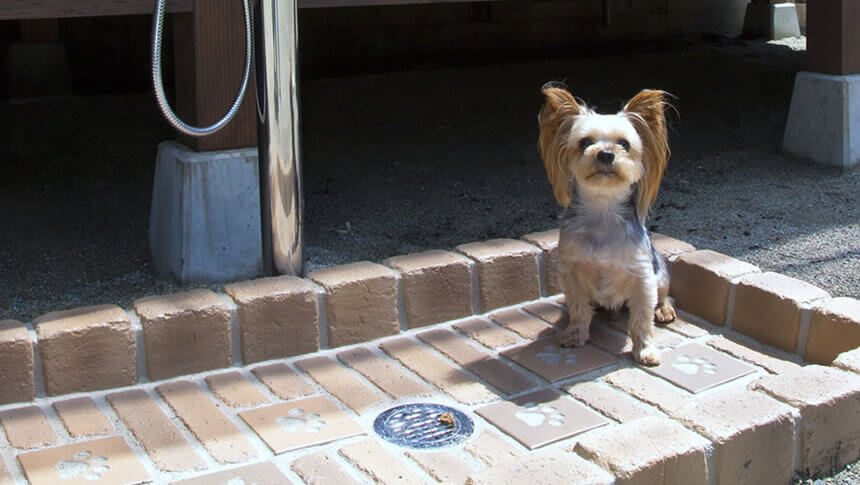 栃木県・那須高原の愛犬と泊まれる宿「ペンションfurari」足洗い場でちょこんと佇むヨークシャーテリアと愛犬用足洗い場施設