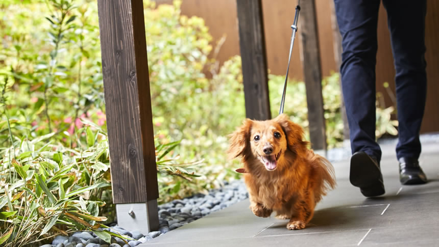レジーナリゾート箱根雲外荘の館内を愛犬と歩く宿泊客