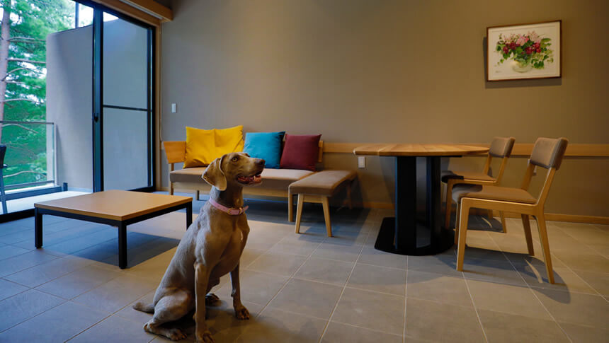 レジーナリゾート軽井沢御影用水の客室リビングルーム。愛犬（ワイマラナー）がくつろぐ、スタイリッシュな家具が配置された広々とした空間。