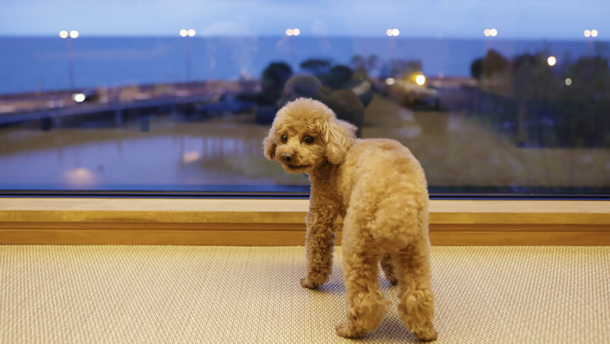 滋賀県・琵琶湖の愛犬と泊まれる宿「レジーナリゾートびわ湖長浜」の客室窓辺で琵琶湖の景色を眺めるトイプードル