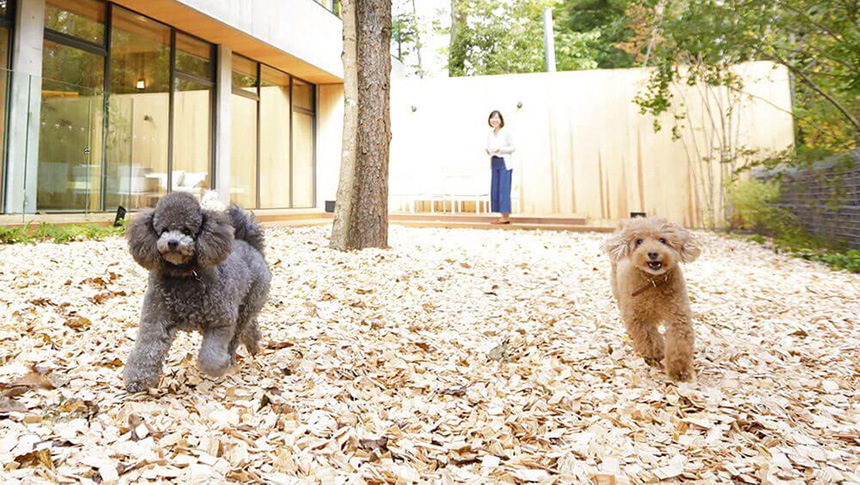 レジーナリゾート旧軽井沢のウッドチップドッグランで遊ぶ愛犬