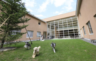 ゆとりろ蓼科ホテルwith DOGSの中庭ドッグランで遊ぶ愛犬たち
