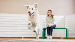 1616-WanWanParadise-Premium-Shiobara-dogrun-slider06