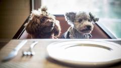 1367-slider10-okayama-wankoan-private-dining-with-your-dog