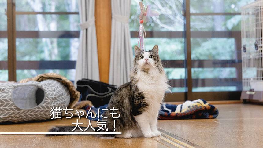 長野県黒姫高原のラボランドくろひめ。室内で遊ぶ猫、猫と泊まれる貸別荘として人気