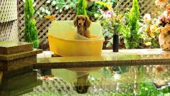 1062-slider10-tochigi-animale-premium-in-nasu-hot-spring-bathing-with-your-dog
