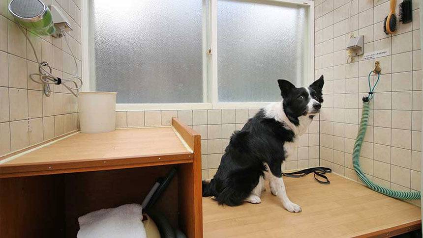 栃木県の那須・板室にある愛犬と泊まれる宿「dog’s pension しゃのんち」｜ドライルームで、大型トリミング用ドライヤーを前に静かに待つ看板犬（ボーダーコリー）。犬連れ旅行に便利な設備です
