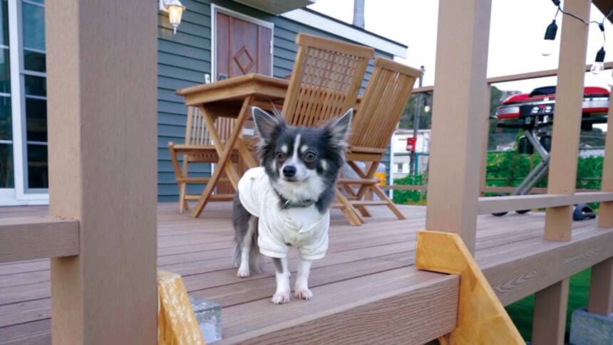 ウッドデッキでポーズをとる小型犬。Solana鴨川で愛犬と過ごす特別な時間