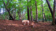 林の中で過ごす犬たち|ペンション・ブロードウェイ