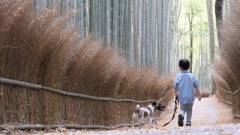 愛犬と歩く嵐山・竹林の小径|ペンションK-yardから楽しむ京都観光