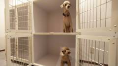 レジーナリゾート旧軽井沢｜愛犬との旅行に便利な愛犬お預かり設備