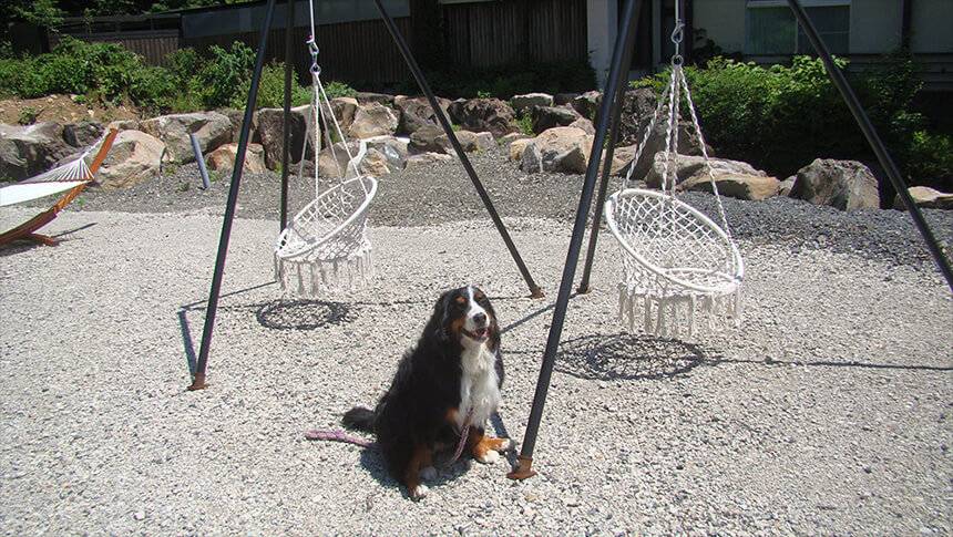 山形県・蔵王温泉にある犬と泊まれる宿「善七の湯」｜砂利が敷かれた中庭で、白い編み込みのハンギングチェア（吊り下げ椅子）2脚の間に座るバーニーズ・マウンテン・ドッグ。