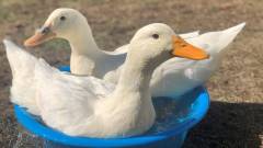 1221-slider08-shizuoka-nikomamechi-duck