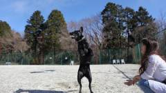 愛犬と思い切り遊べる屋外ドッグラン｜わんわんパラダイス鳥羽