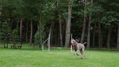 1338-slider10-nagano-regina-resorts-karuizawa-mikageyousui-dog-run