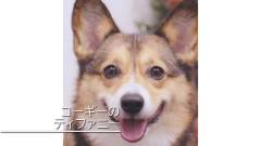 1274-slider01-osanpobiyori-the-inns-pet-dog
