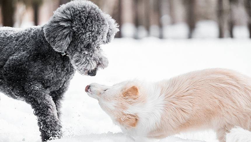 北海道・ニセコの愛犬と泊まれる宿「スノードッグビレッジ」｜雪の上で鼻を近づけて挨拶をする、黒いプードルと白い犬のクローズアップ。雪遊びを楽しむ愛犬たちの微笑ましい一コマ。