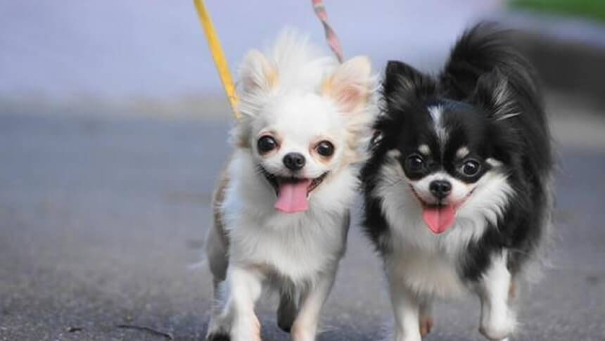 三重県・鳥羽の愛犬と泊まれる宿「鳥羽グランドホテル」周辺で愛犬と一緒にお散歩を楽しむ様子。ペット連れ旅行に人気の宿
