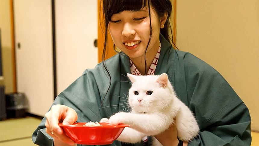 栃木県鬼怒川温泉のきぬ川国際ホテルで猫と一緒に過ごす客室