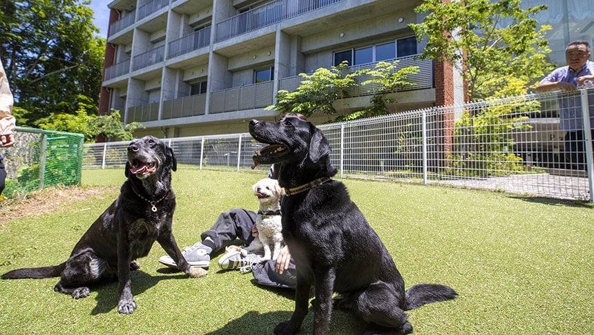 山梨県・山中湖の犬と泊まれる宿「レジーナリゾート山中湖」｜ホテルの目の前に広がるドッグラン。青空の下、人工芝の上で楽しそうに過ごす黒いラブラドールと白い小型犬。