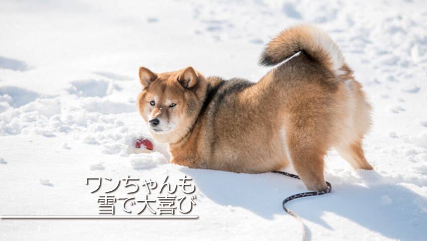 長野県黒姫高原のラボランドくろひめ。雪原でボール遊びを楽しむ柴犬、冬もペットと一緒に泊まれる宿