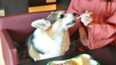 1063-slider02-inuyado-shirakura-dog-meal