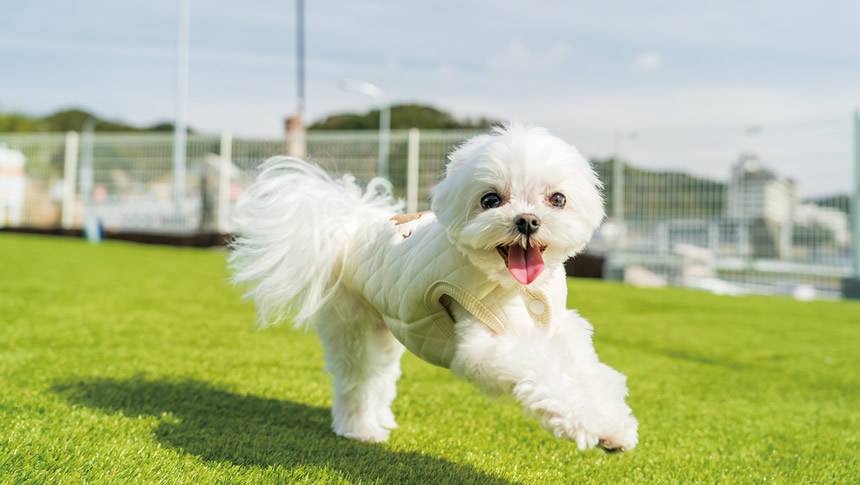 Solana鴨川の芝生ドッグランで元気に走るマルチーズ。愛犬と楽しむ開放的な空間