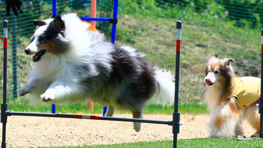 人と一緒にハードルを跳ぶ犬と、そのそばにいる2頭の犬