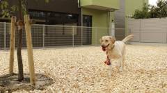 1413-slider09-shiga-regina-resort-biwakonagahama-dogrun