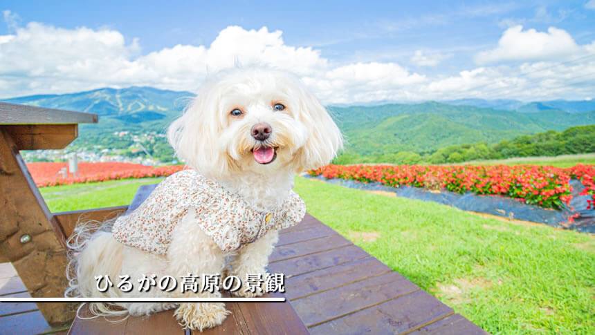 岐阜・ひるがの高原の山並みと花畑を背景にくつろぐ愛犬