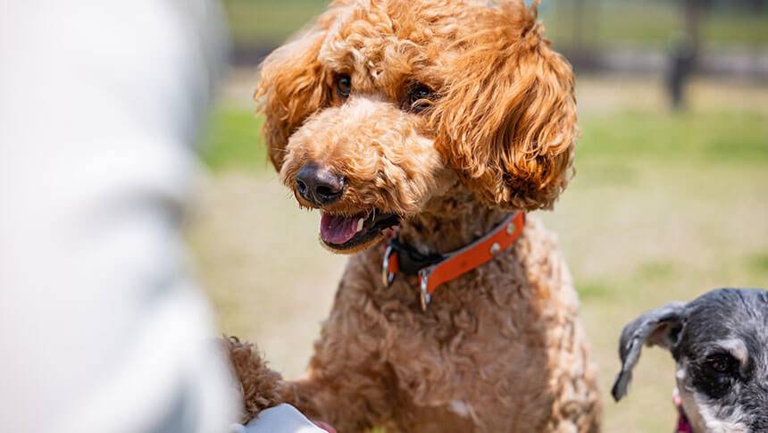 栃木県・那須の愛犬と泊まれるホテル「ホテルエピナール那須」のドッグランで楽しそうに過ごすトイプードル
