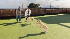 0007-slider01-dog-run-yufuri-izukogen