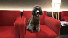 ソファでごきげんなプードル｜ホテルイルヴェルデ京都で愛犬と心なごむひととき