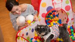 1156-slider05-gifu-wanpakutei-dog-play-area
