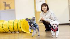 0007-slider06-indoor-dog-run-yufuri-izukogen