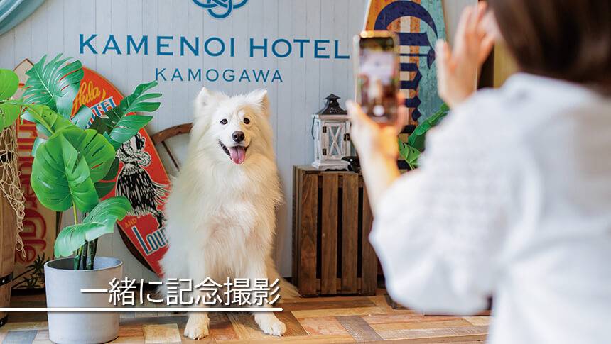 館内にフォトスポットをご用意。愛犬との楽しい旅の思い出に記念撮影はいかがでしょうか？｜犬と泊まれる千葉県鴨川の宿｜海のリゾート地らしい開放感と和のおもてなしを感じられる空間｜亀の井ホテル鴨川
