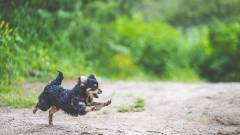 1640-slider10-hokkaido-snow-dog-village-playing-dog