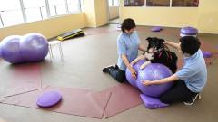 レジーナリゾート鴨川｜愛犬の健康をサポートするドッグフィットネス