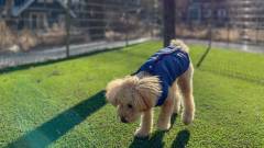ドッグランでリラックスする愛犬と泊まれる宿「Pochi‑Terrace八ヶ岳」(山梨・北杜)
