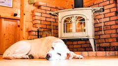 -yamanshi-yugafu-yatsugatake-fireplace-and-dog